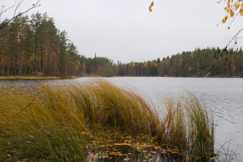 Kuorejärven rantaa