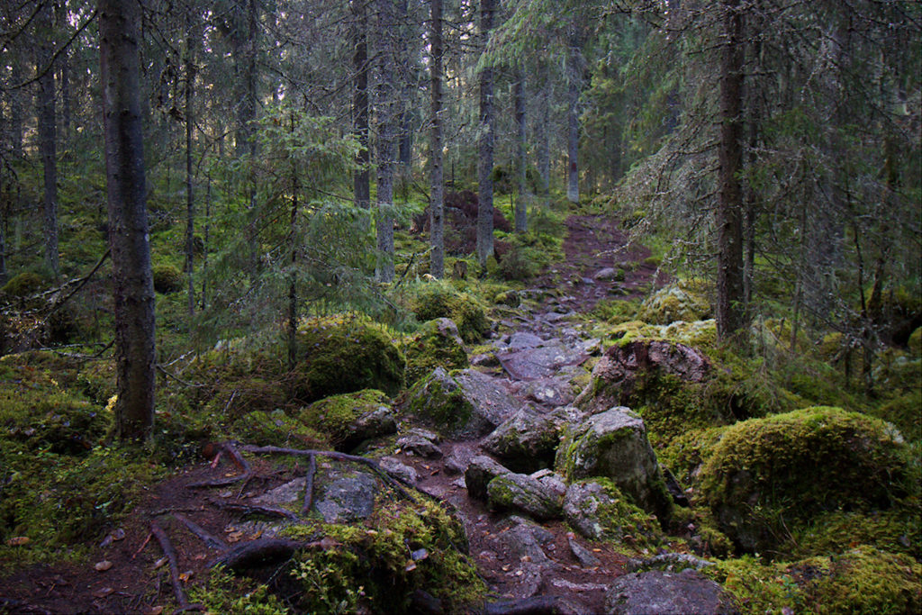 Kivoikkoista polkua sammalpeitteisessä metsässä