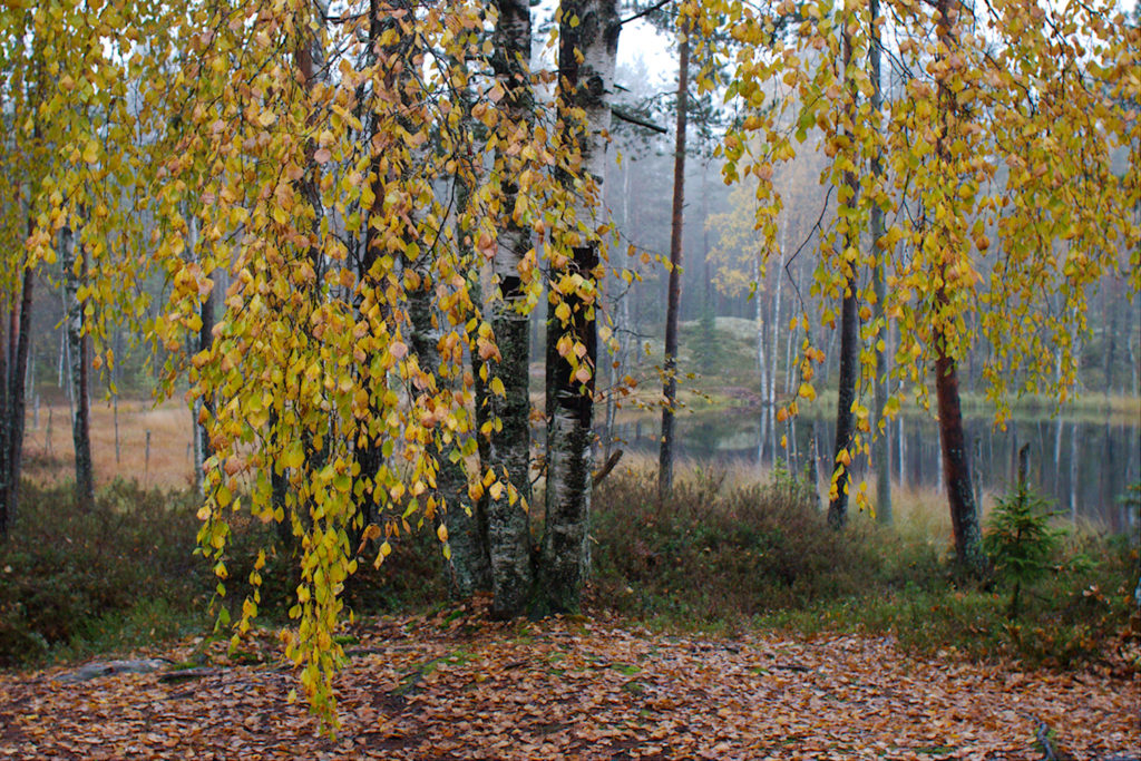 ruskaa Vahterjärvellä