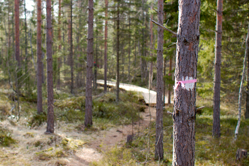 Mummusalin polku