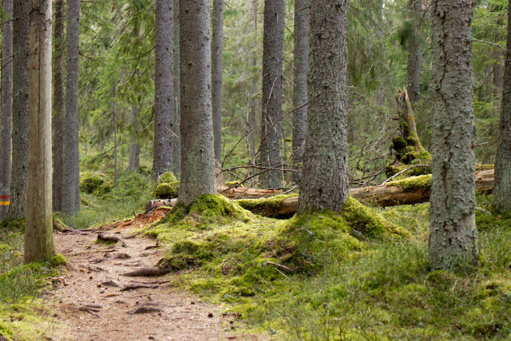 Kaunista metsää Peikkometsän kierroksen varrella