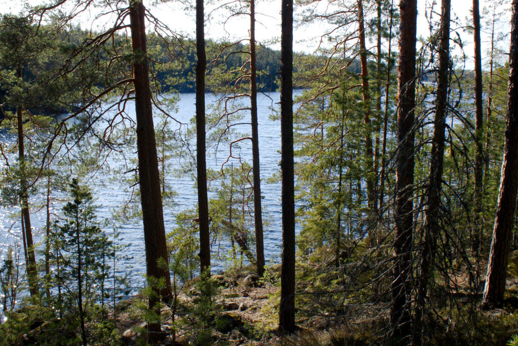 Saarijärvi pilkottaa puiden välistä