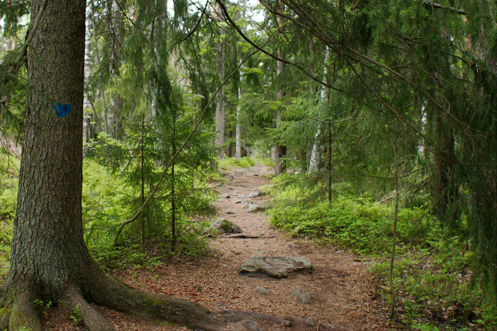 Polku sukeltaa metsään