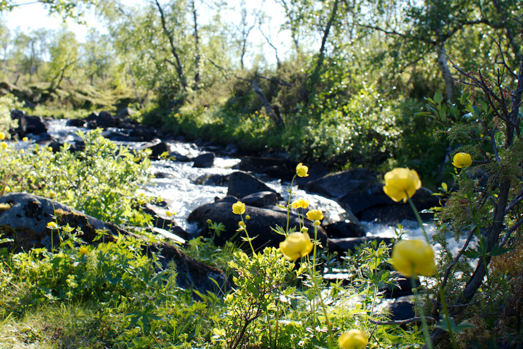 Kulleroita Jääräjoen varrella