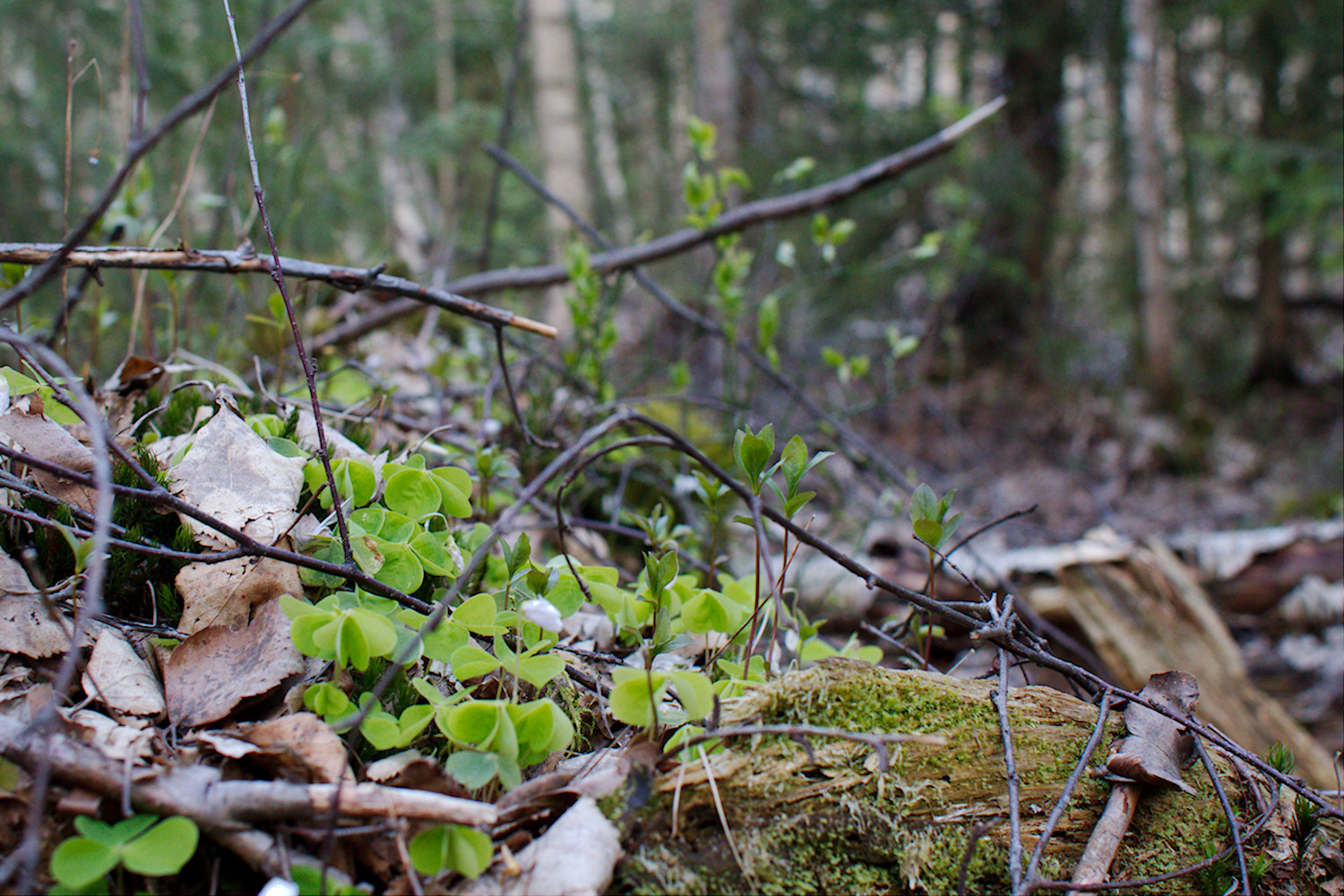 Kevätillan retki Espoon korkeimmalle kohdalle ja sitä ympäröivään metsään