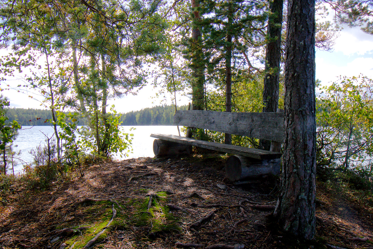 Penkki järven rannalla