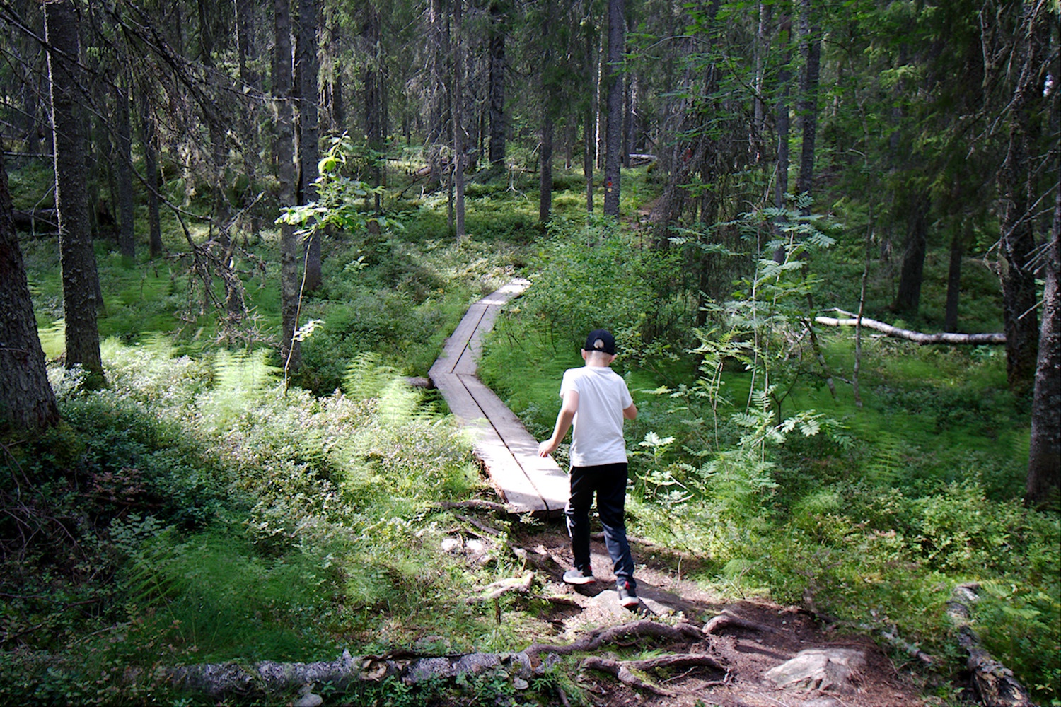 4 lapsiperheen luontopolkua Sotkamossa