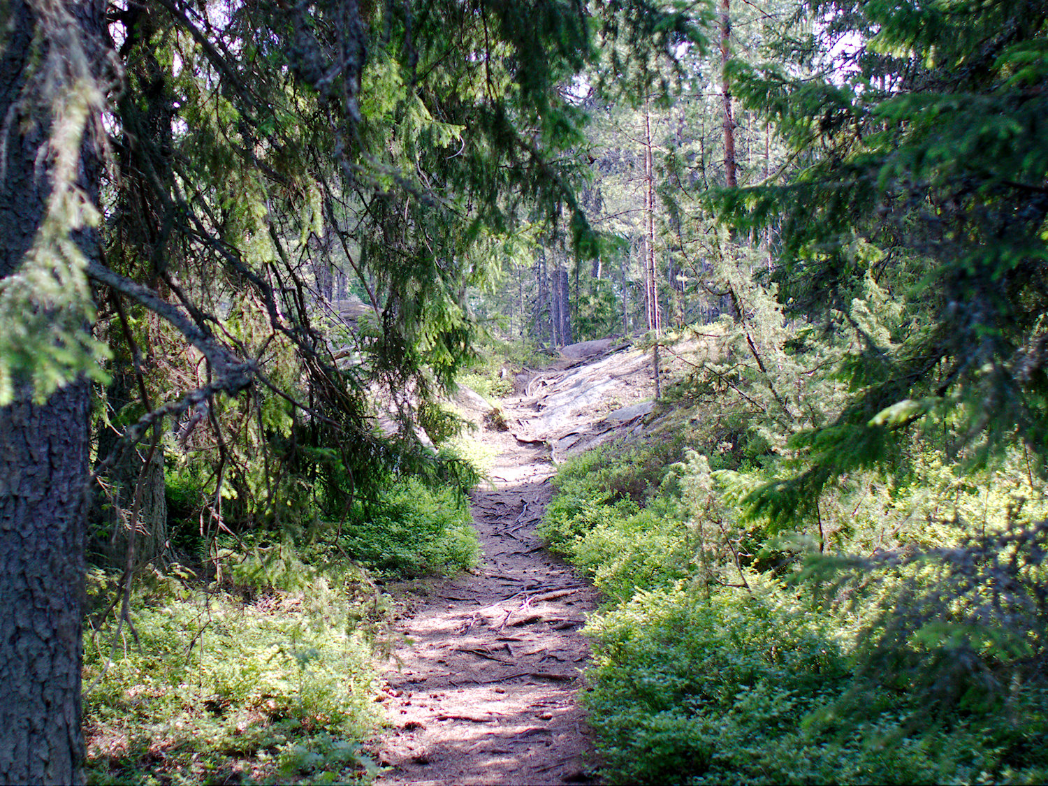 Metsäpolku Kolavikenistä Sandvikeniin